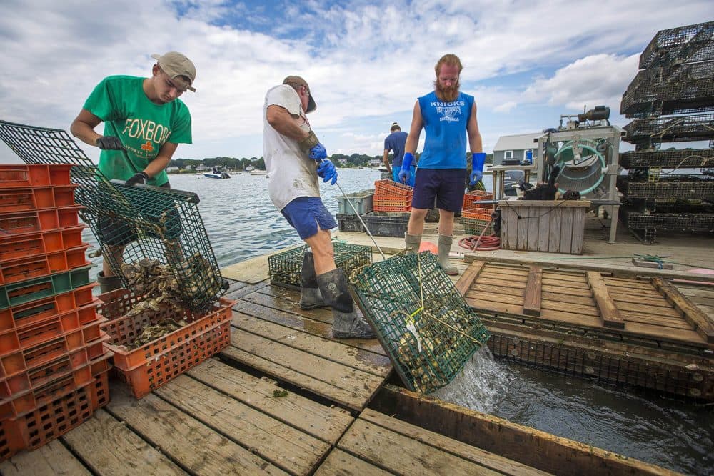In Duxbury, James Kearns, center, pulls a cage of oysters from beneath the float, exposing them to air, to begin the race to crate, count, bag and ice the oysters in the one hour time limit they are allowed before shipping to the Pangea wholesale facility in Boston. (Jesse Costa/WBUR)