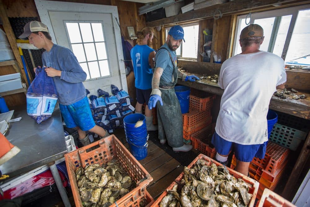During the counting and bagging operation, Rick Barke tosses an oyster too small for market into a crate to return to the water for additional growing. (Jesse Costa/WBUR)
