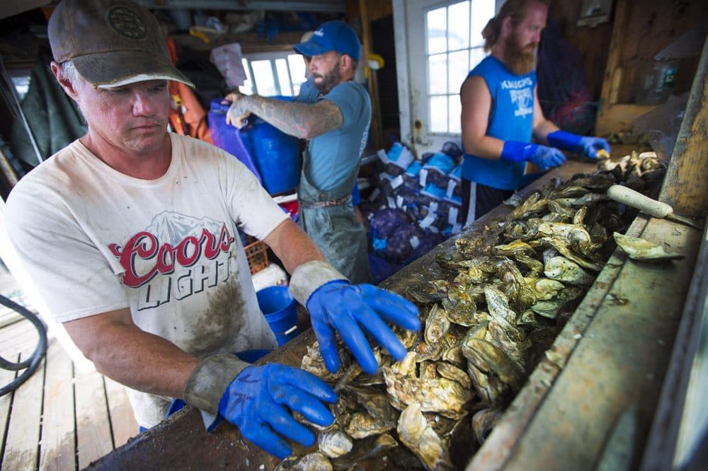 Each oyster is quickly hand-counted into bags of 50 and 100 before being iced and then shipped. It's a race against the clock; workers in Duxbury need to meet the one-hour deadline from the time the oysters are exposed to the air to the time they are packed and iced. (Jesse Costa/WBUR)
