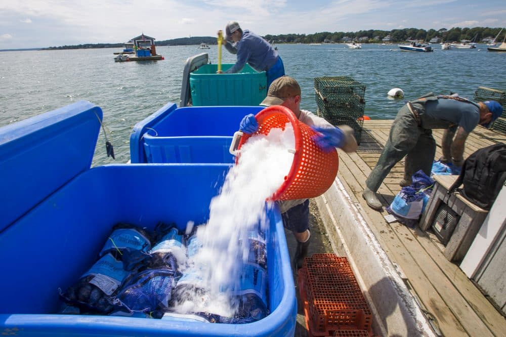 James Kearns dumps a bucket of ice onto a layer of oysters ready for market. (Jesse Costa/WBUR)