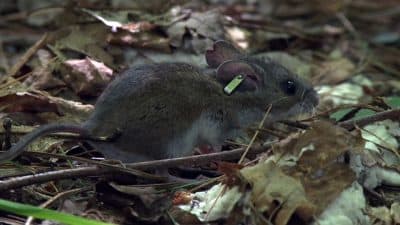 One Step Closer To Making Mice That Fight Lyme, Scientists Ask Nantucket: Should We Move Forward?