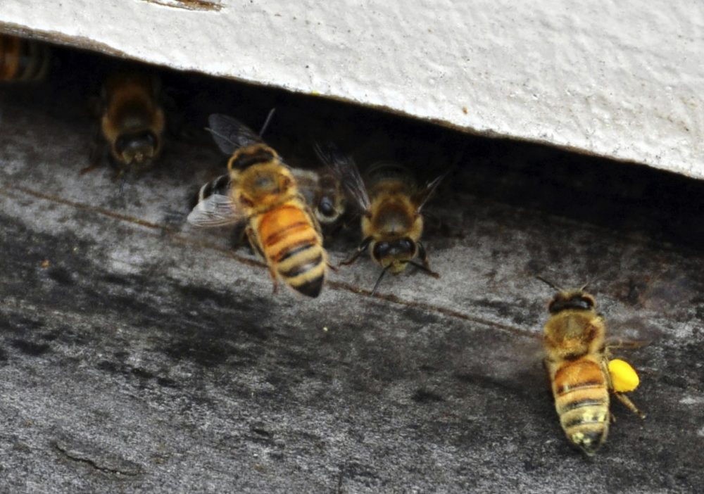 In this Aug. 20, 2013 file photo, a honeybee carrying a wing full of yellow pollen, lower right, delivers pollen to a nest at a honey farm near Bruce, S.D. (Dirk Lammers/AP)