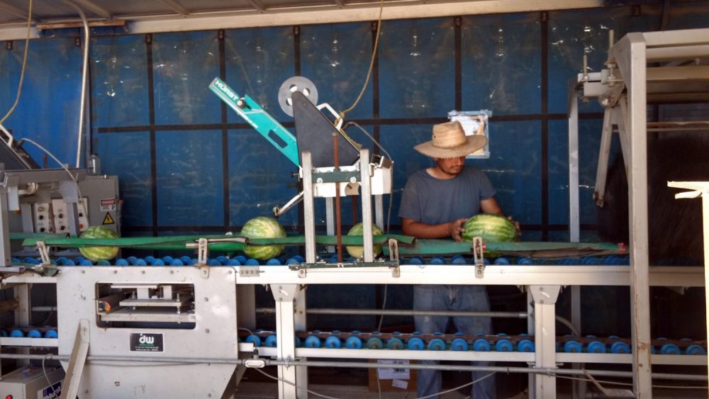 A migrant worker for G Farms checks watermelons before sale. (Courtesy of Mike King)