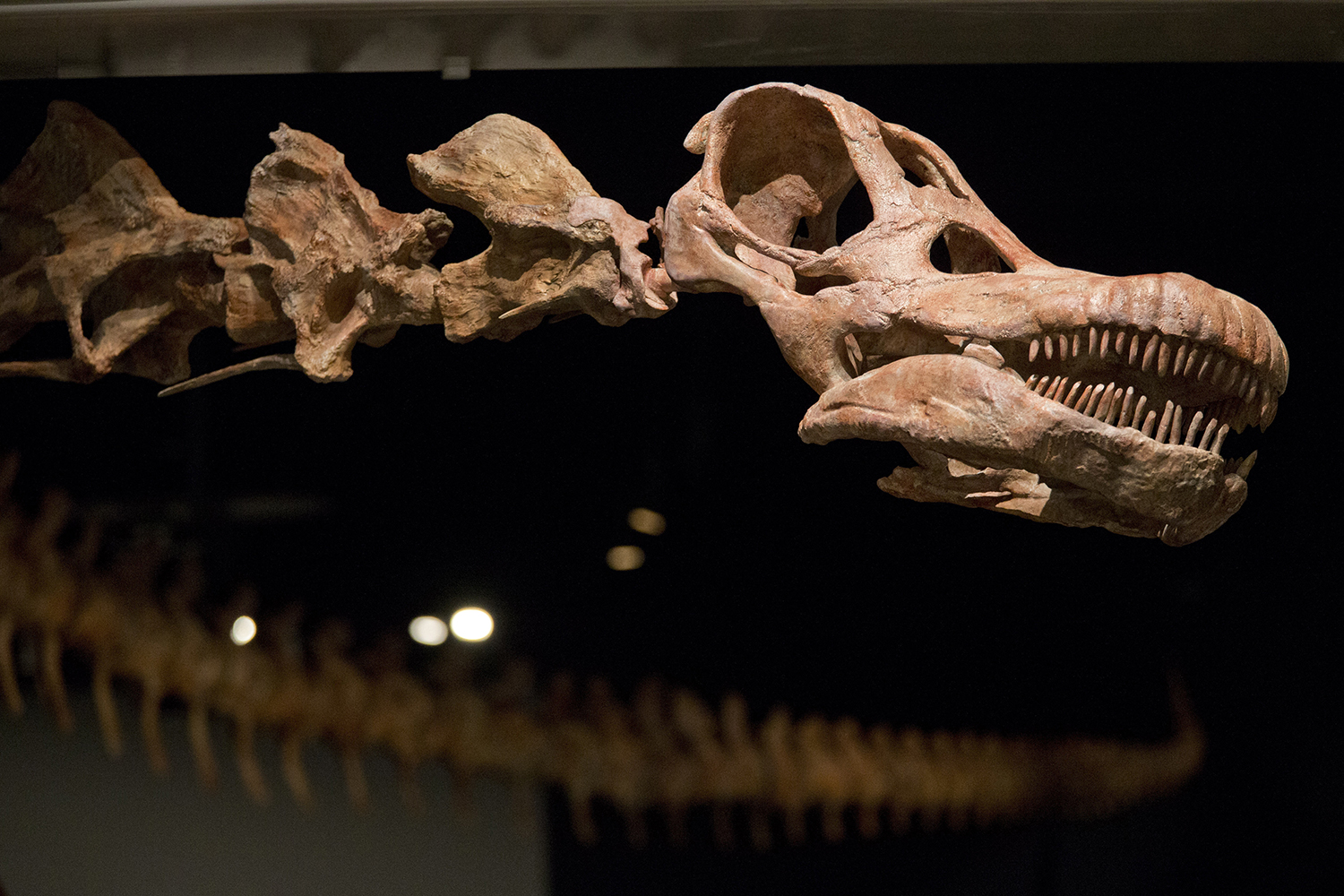 A replica of a 122-foot-long dinosaur is displayed at the American Museum of Natural History in New York in 2016. A study proclaims a newly named species the heavyweight champion of all dinosaurs. (Mary Altaffer/AP)