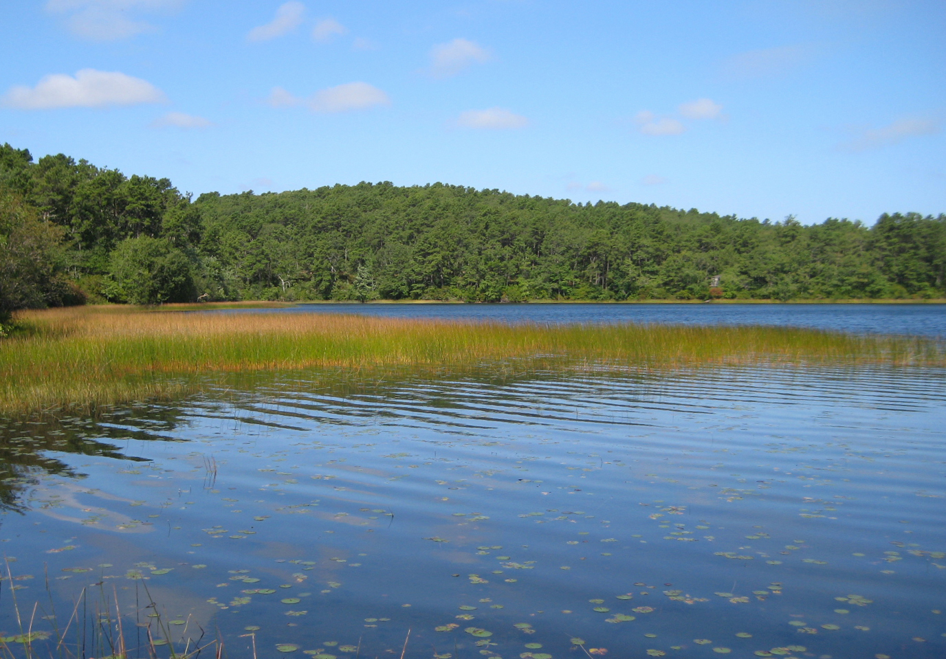 A kettle pond shoreline in the Cape Cod National Seashore (Courtesy CCNS)