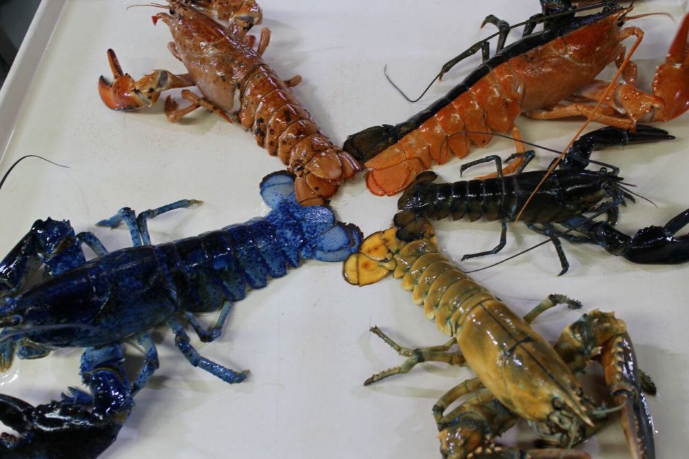 The lobsters were placed facing away from each other, the aquarium said, so as not to fight (obviously, over who had the fairest shell of all). (Courtesy Emily Bauernfeind/New England Aquarium)