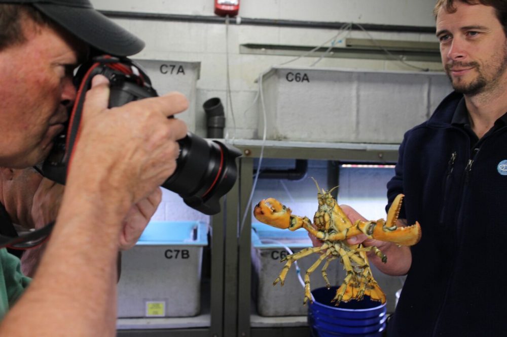 The yellow lobster struts his stuff for a glamour shot taken by the aquarium. (Courtesy Emily Bauernfeind/New England Aquarium)