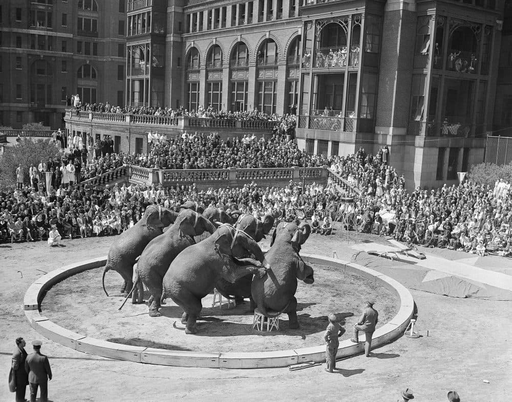 The Ringling Brothers and Barnum &amp; Bailey Circus give a 12-act performance, involving elephants, outside of Bellevue Hospital in New York on April 25, 1941. (AP)