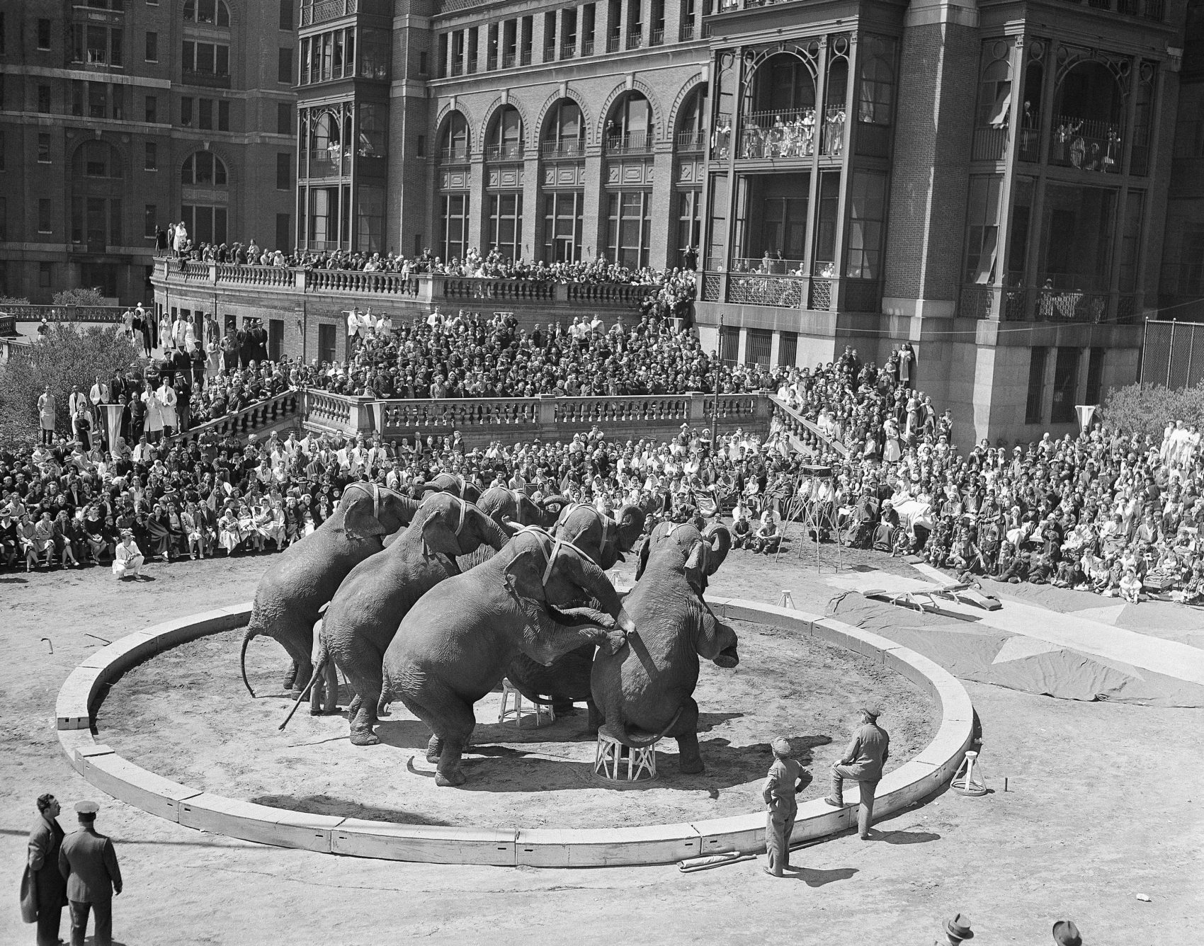 The Ringling Brothers and Barnum & Bailey Circus give a 12-act performance, involving elephants, outside of Bellevue Hospital in New York on April 25, 1941. (AP)