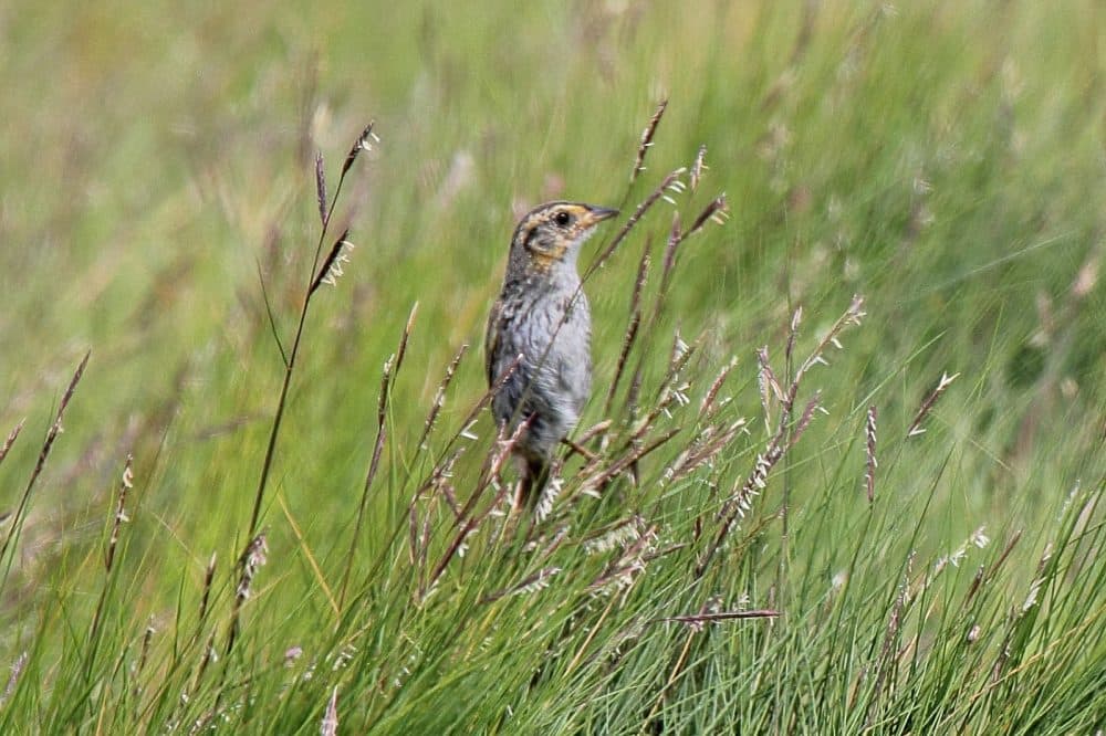 A saltmarsh sparrow photographed on Cape Cod. (Dominic Sherony/Flickr)