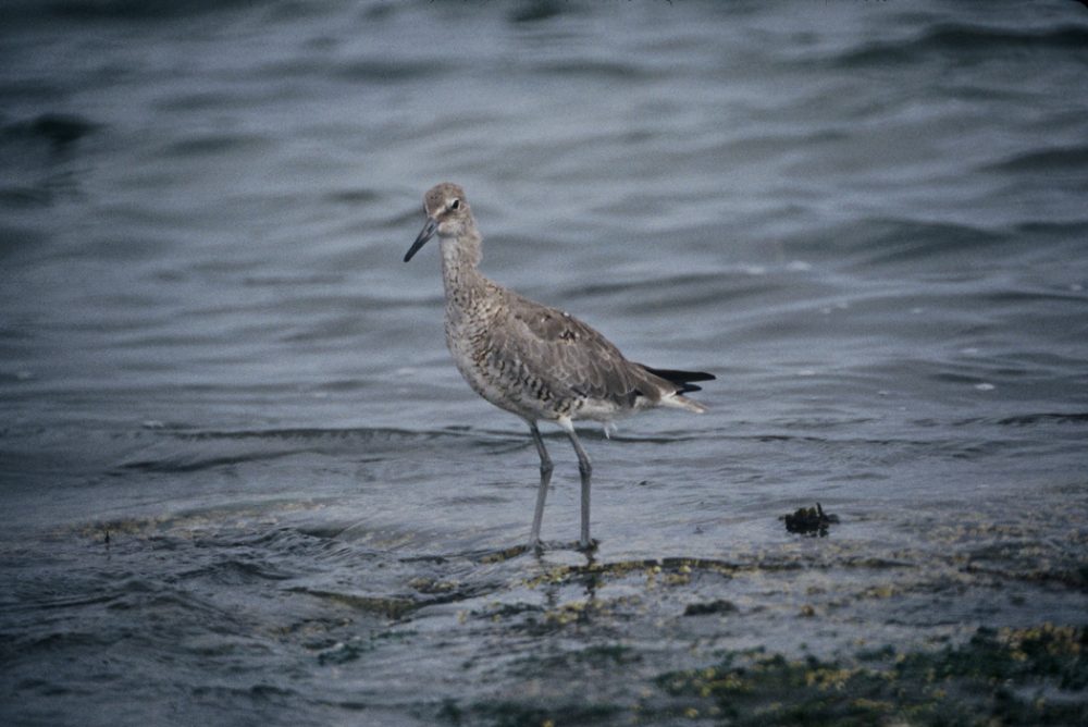 A willet, one of the birds that may lose its habit as sea levels rise. (Wikimedia Commons)