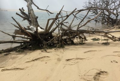 A fallen tree on the eroding beach of Wasque Point on Chappaquiddick Island. (Alison Bruzek/WBUR)