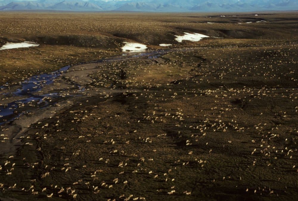 This undated aerial photo provided by U.S. Fish and Wildlife Service shows a herd of caribou on the Arctic National Wildlife Refuge in northeast Alaska. President Trump’s proposed budget calls for opening the coastal plain of the Arctic National Wildlife Refuge to oil and gas drilling. (U.S. Fish and Wildlife Service via AP)