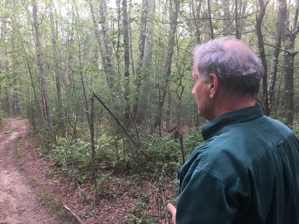 Eccleston looks off into the trees that would have to be cleared to make way for the Clear River Energy Center. (Avory Brookins/RIPR)