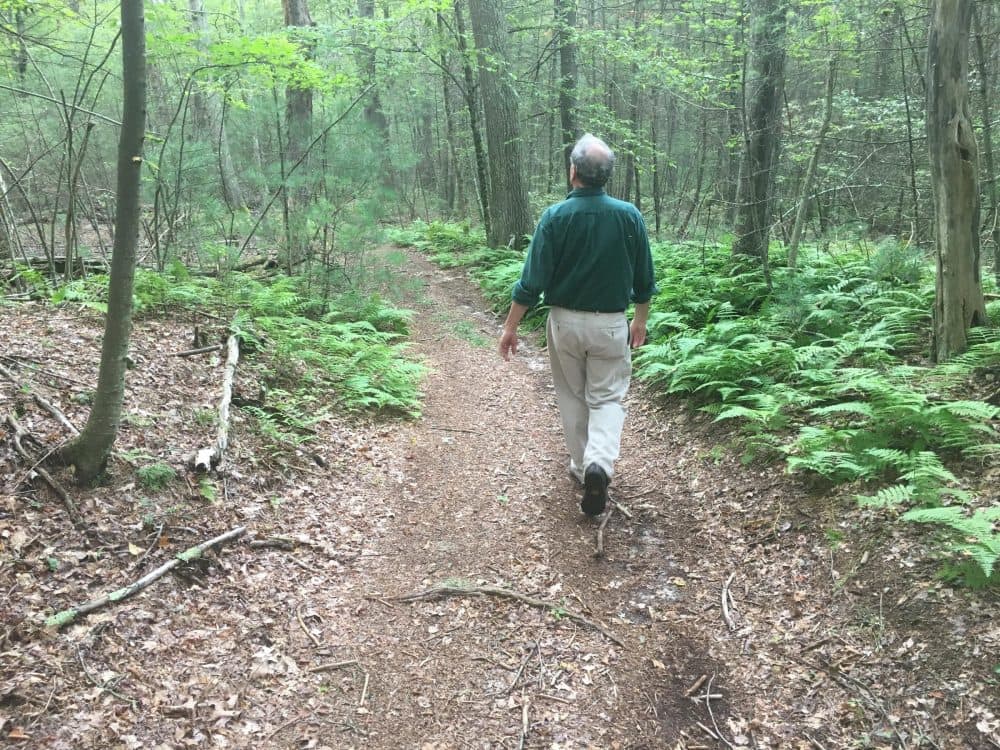 Eccleston walks through the George Washington Wildlife Management Area. (Avory Brookins/RIPR)