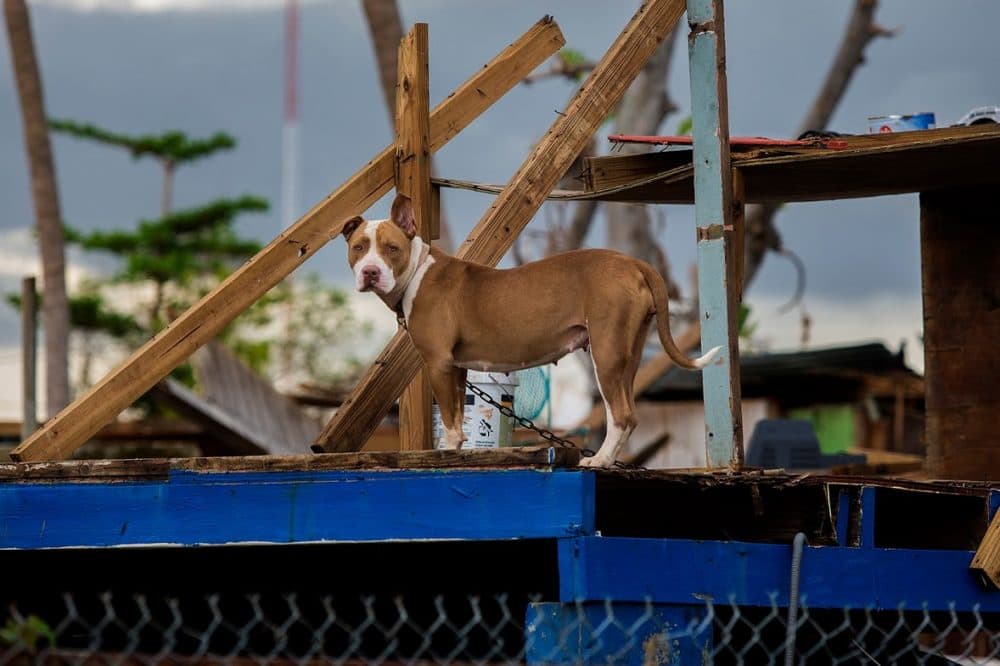 A dog stands where a house was ripped off its foundation by Hurricane Maria. (Jesse Costa/WBUR)