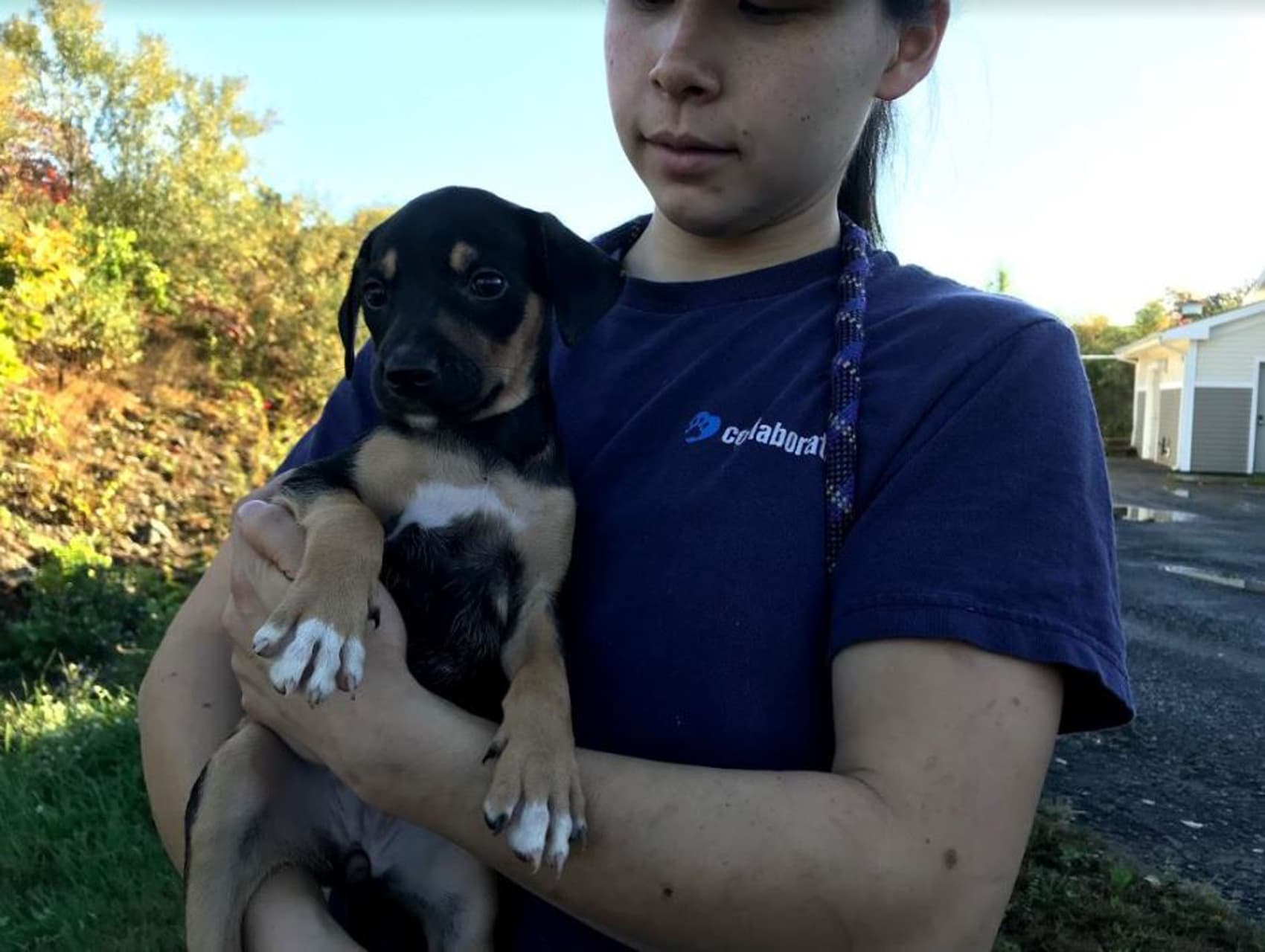 A volunteer holds a dog. (Courtesy MSPCA-Angell)