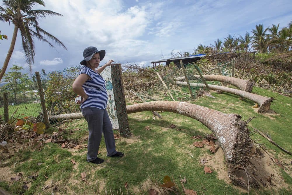 Ivonne Beltrán surveys the area of her home in Arecibo. (Jesse Costa/WBUR)