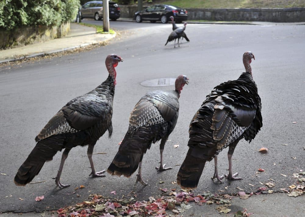 These bad boys may be among the gangs of wild turkeys terrorizing quiet neighborhoods there in Brookline and throughout Greater Boston. (Collin Binkley/AP)