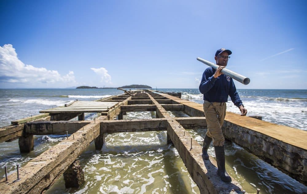 A repair worker walks on whats left of the pier at Punta Santiago. (Jesse Costa/WBUR)