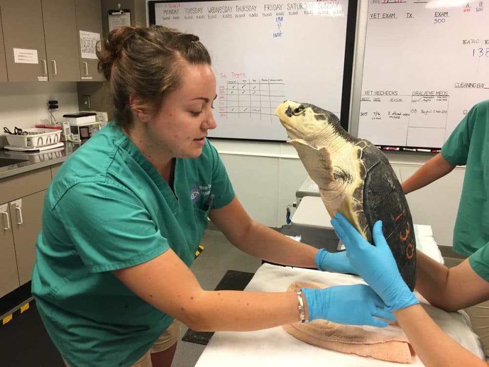 Clinical volunteer Lydia McDonald checks Geyser's kidneys. (Avory Brookins/RIPR)