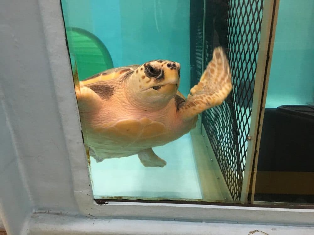 A turtle recovers at the New England Aquarium Animal Care Center. (Avory Brookins/RIPR)