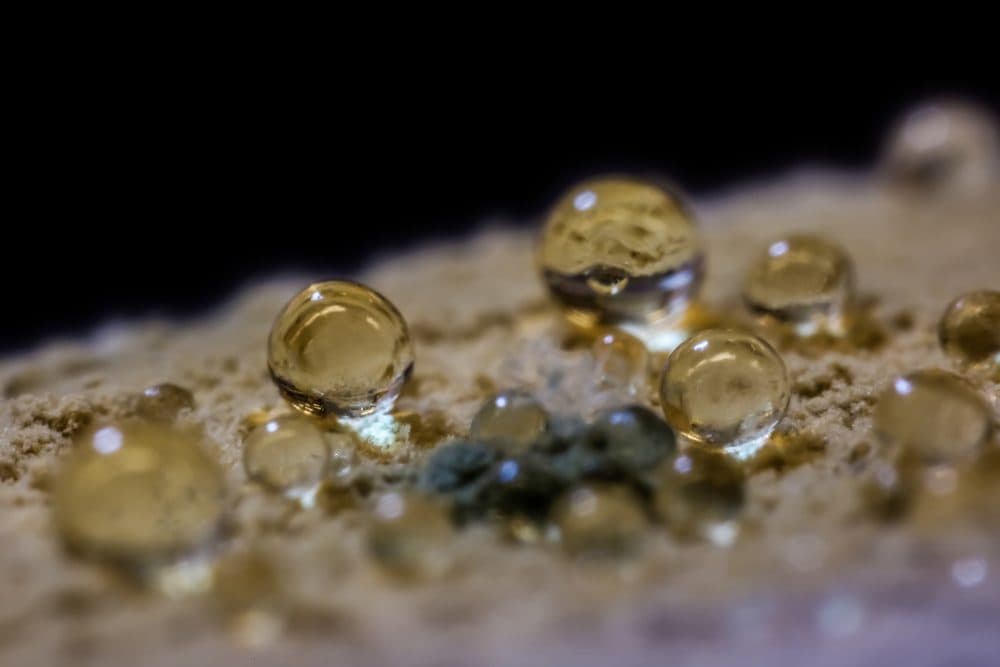 A fungus colony produces water bubbles as it grows. (This was actually a contaminant, but a beautiful one.) (Courtesy Scott Chimileski)