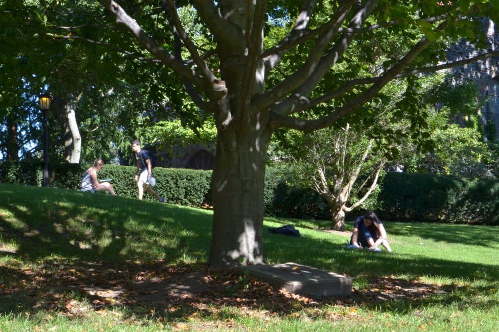 Students study beneath an oak tree planted by the Tufts Black Alumni Association, part of the university's African American History Trail. (Alexa Vazquez/WBUR)