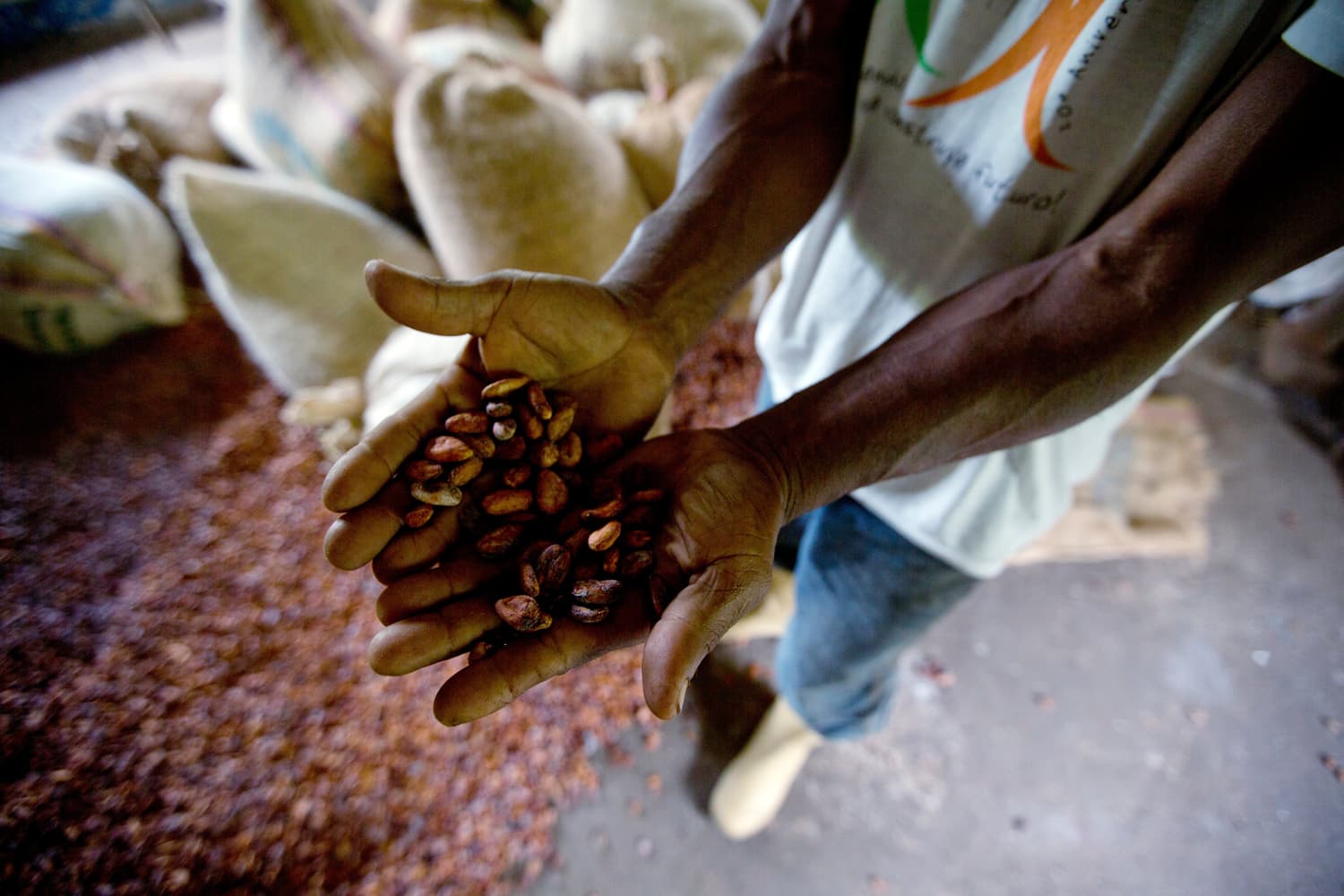 In this April 16, 2015 photo, a worker holds a handful of dry cacao beans ready to sell at the Agropampatar chocolate farm Co-op in El Clavo, Venezuela. (Fernando Llano/AP)