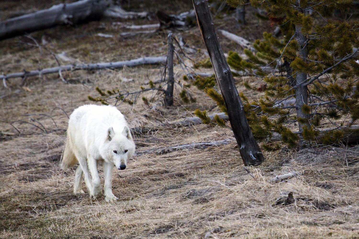 In this April 6, 2016, file photo provided by the Yellowstone National Park Service, a white wolf walks in Yellowstone National Park, in Wyo. (Neal Herbert/Yellowstone National Park via AP)