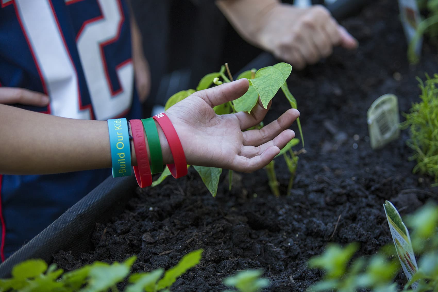An 11-year-old patient at Franciscan Children's Hospital in Brighton touches a leaf on a lemon balm plant in the hospital's rooftop garden. (Jesse Costa/WBUR)