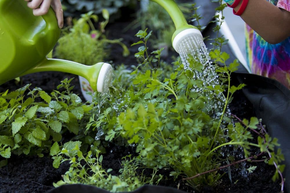 Two young patients water the garden. (Jesse Costa/WBUR)