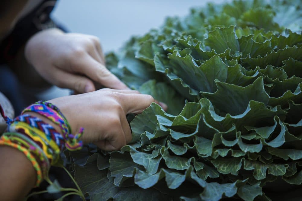 A young patient peers into a head of lettuce. (Jesse Costa/WBUR)