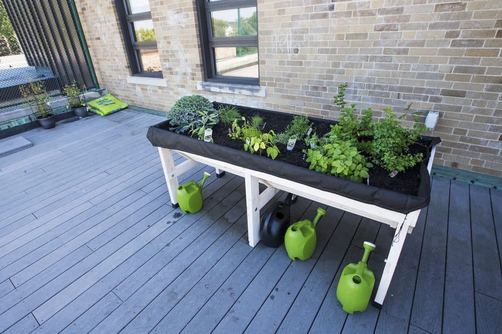 The garden and tomato pots (in the rear) on the rooftop of Franciscan's Children's (Jesse Costa/WBUR)
