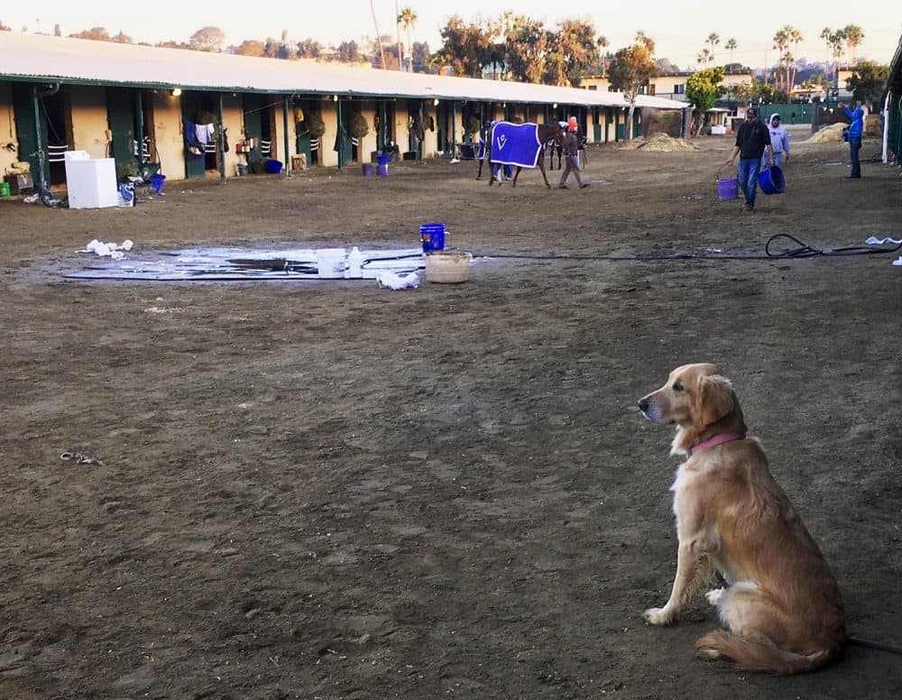 Delilah keeps watch in the stable at the Del Mar racetrack. (Alex Ashlock/Here &amp; Now)