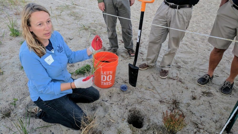 UNH's Alyson Eberhardt demonstrates good beach grass planting technique. (Jason Moon/NHPR)