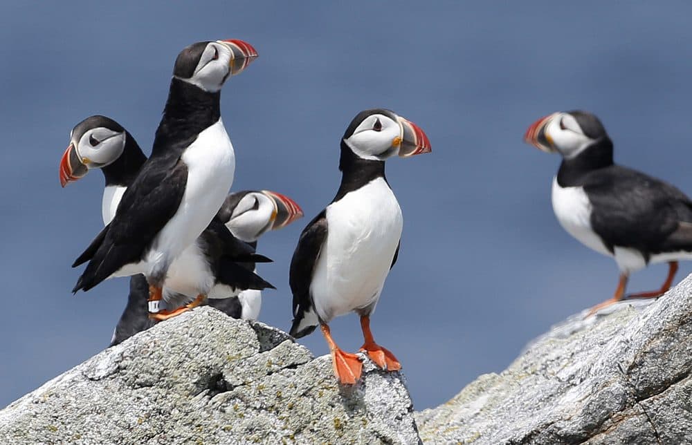 In this Aug. 1, 2014, file photo, Atlantic puffins congregate near their burrows on Eastern Egg Rock, a small island off the coast of Maine. (Robert F. Bukaty/AP)