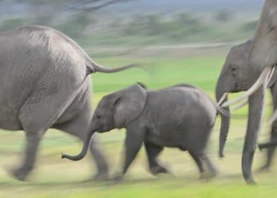 The Blind Men And The Elephants: The Trumps And Trophy Hunting