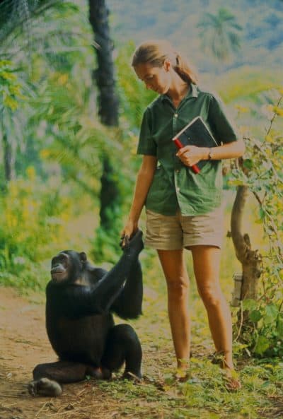 Jane with the chimp Fifi. (Courtesy Hugo van Lawick/National Geographic Creative)