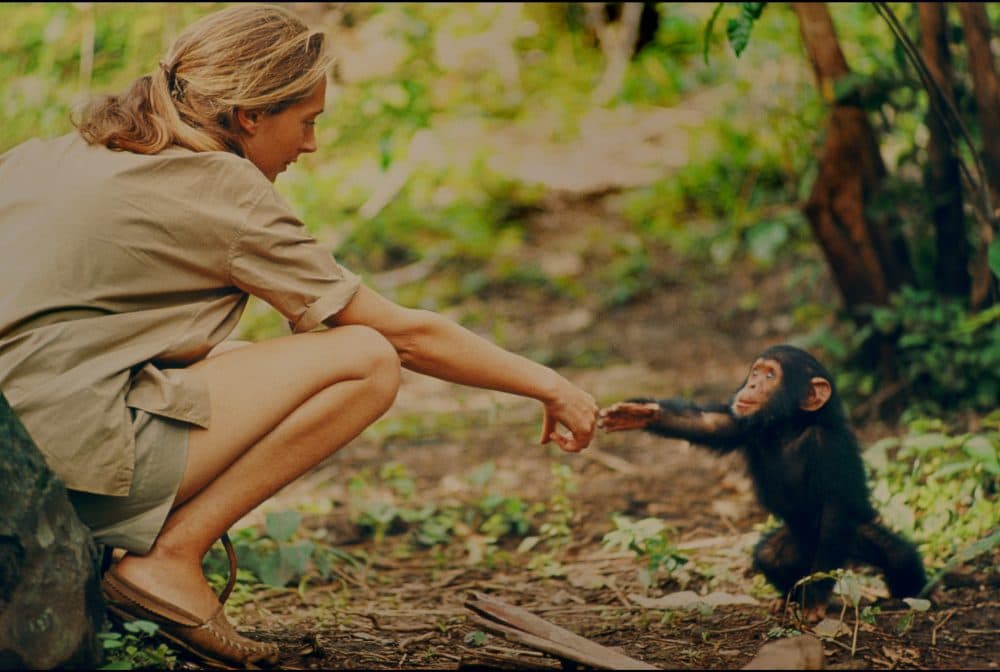 Jane Goodall and infant chimpanzee Flint reach out to touch each other's hands. (Courtesy Hugo van Lawick/National Geographic Creative)