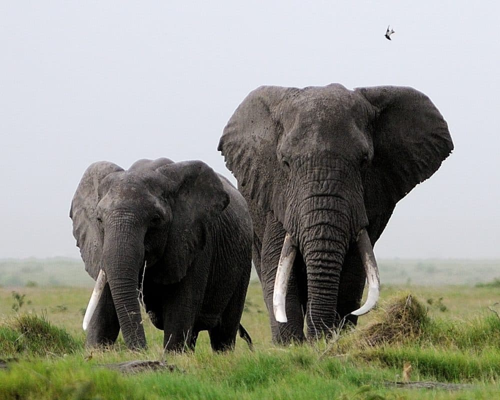 A single-tusked female stands beside a large male in Kenya’s Amboseli National Park. (Courtesy, Carl Safina)