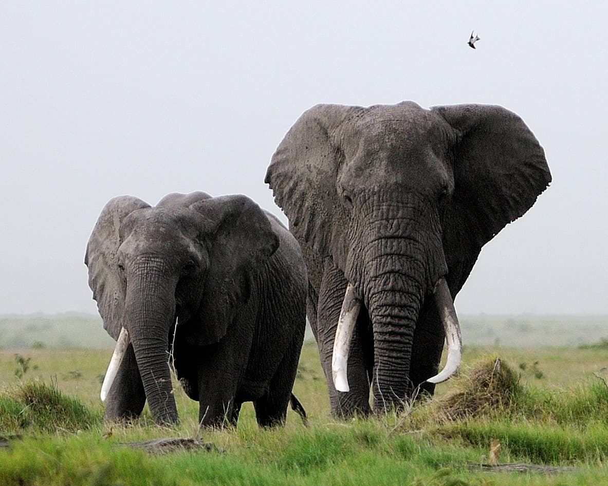 A single-tusked female stands beside a large male in Kenya’s Amboseli National Park. (Courtesy, Carl Safina)