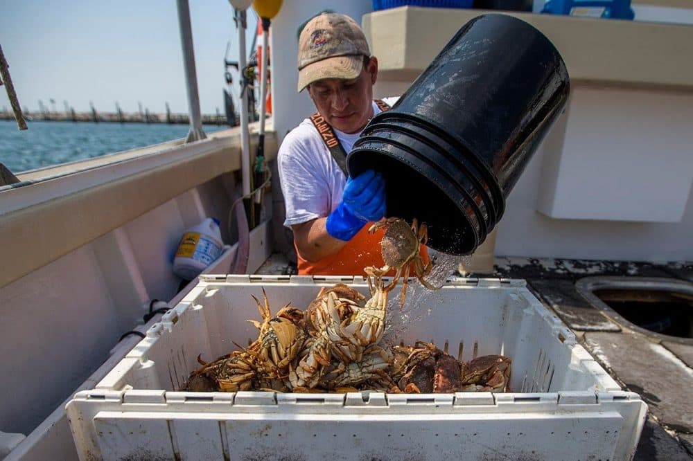 Docked in Menemsha on the fishing boat Diversion, Marvin Benitez dumps a pail full of crabs into a bin for preperation for sale to seafood retailers and restaurants on Martha's Vineyard. (Jesse Costa/WBUR)