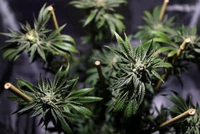 Wall Street Aims To Make Green From Legal Marijuana