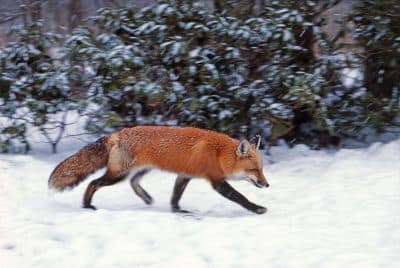 A red fox hunting in the snow. (Courtesy Bill Byrne/MassWildlife)