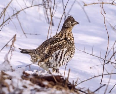 A ruffed grouse will tunnel into the snow to stay warm in the winter. (Courtesy Bill Byrne/MassWildlife)