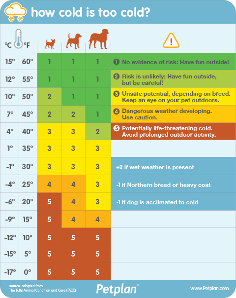 what is too cold for dogs