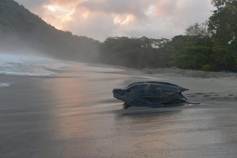 World's Largest Sea Turtle Could Come Off 'Endangered' List | WBUR News