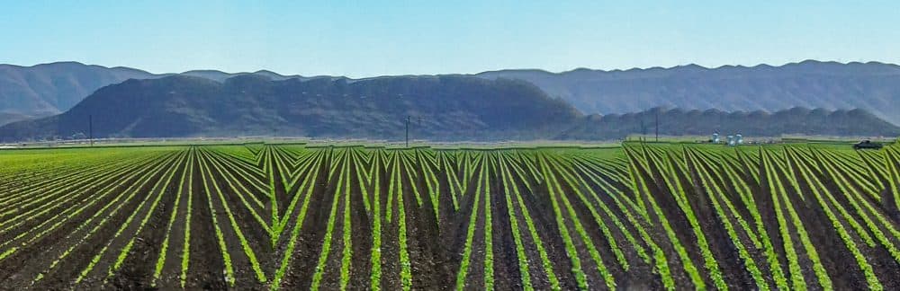 The vegetable fields in Camarillo, California, in 2014. (Courtesy Rosamond and Dennis Purcell)