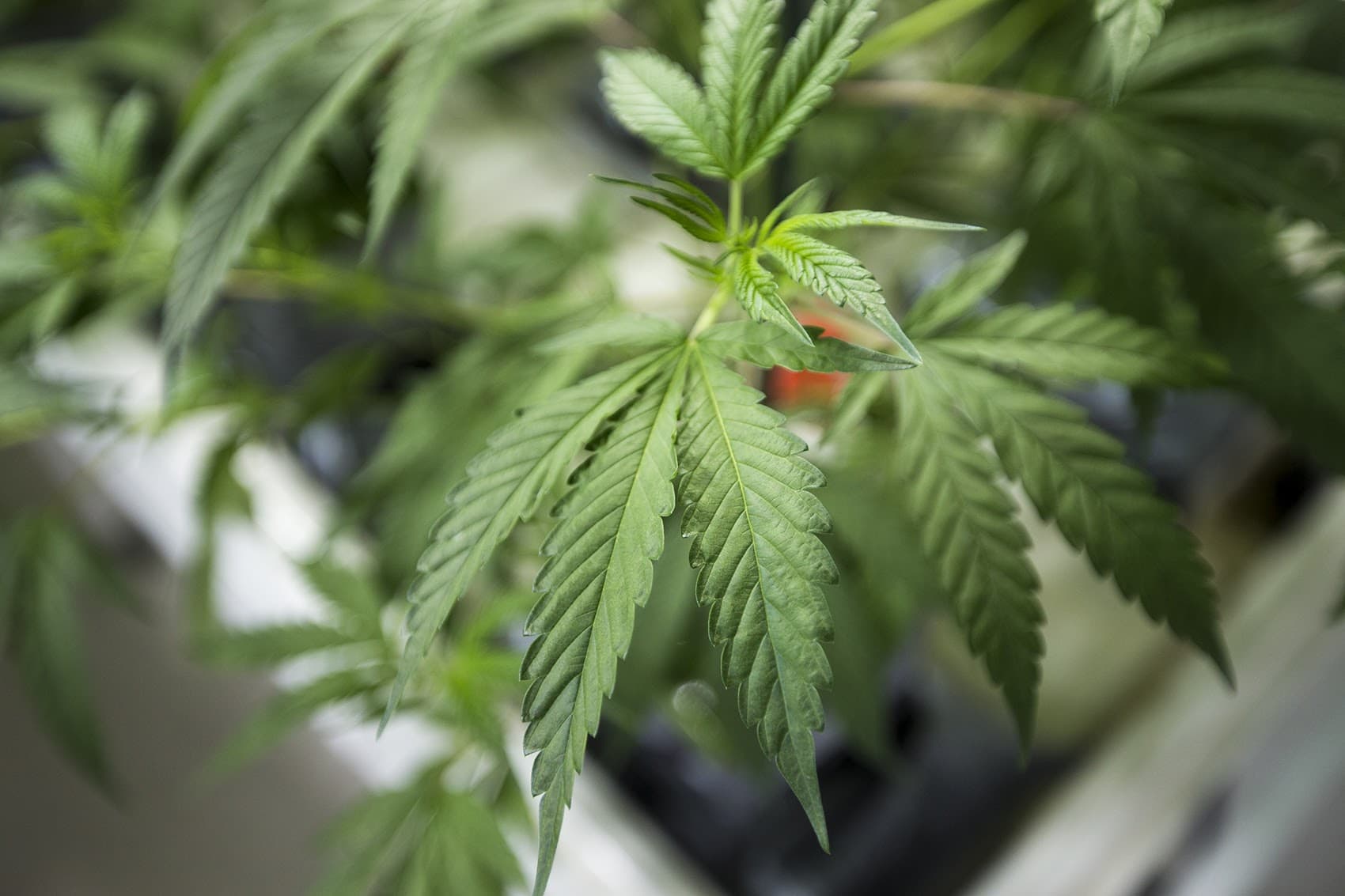 Magazines Emerge To Cover 'Cannabis Culture,' With A New England Twist